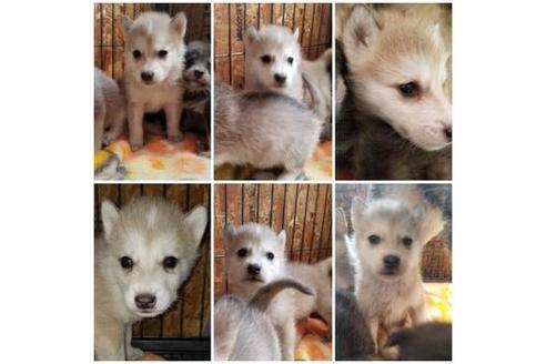 成約済の北海道のその他の犬種-45160